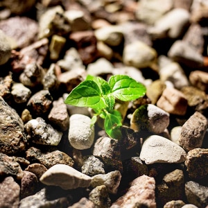 croissance-vegetale-bioactif bioactif-force-vegetale