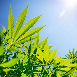 cannabis chanvre sativa l cannabis chanvre sativa l